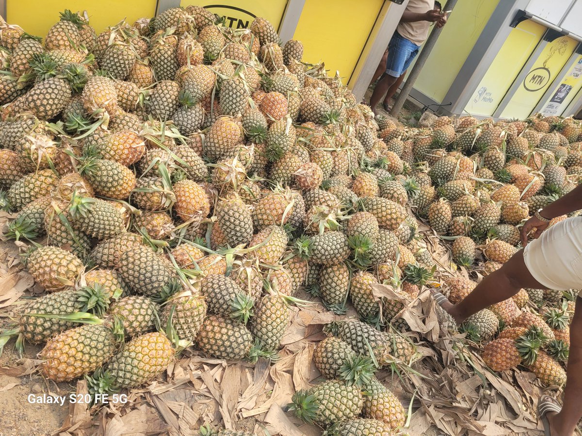 Ananas versés waaaaahhh en face du parcours vita. 500frs ou 3 grosses têtes à 2000frs.