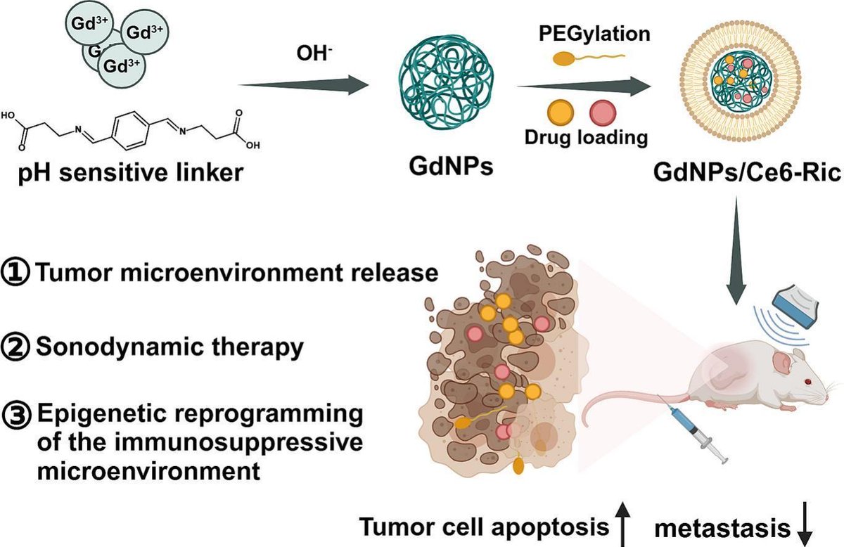 JCRnEDITORS's tweet image. Polymer-based nanodrugs enhance sonodynamic therapy through epigenetic reprogramming of the immunosuppressive tumor microenvironment.
| Jingjing Liu @YZUniversity |
[50 days&apos; free access]
#sonodynamic #GadoliniumNanoparticle #EpigeneticReprogramming 
kwnsfk27.r.eu-west-1.awstrack.me/L0/https:%2F%2…