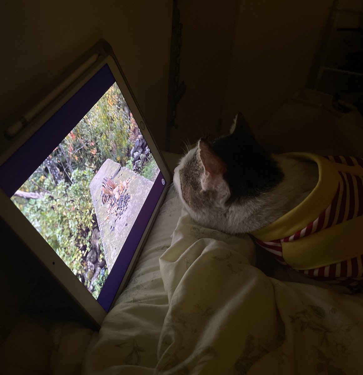 ขอปรึกษาหน่อยค่ะ แมวตัวแรก รับมาได้7วันแล้ว ปรับตัวได้ง่ายมากทั้งๆที่เป็นแมวโต ไม่เคยข่วนไม่เคยกัด จุ้บก็ยอม จับแต่งตัวก็ได้ นั่งรถขอแค่กอดแม่ก็ไม่ร้อง ตอนดึกคิดถึงก็กระโดนขึ้นเตียงมานอนด้วย 🥹🥹🥹  เรียกก็มาหา จำชื่อได้ตั้งแต่วันแรก เล่นของเล่นทุกอย่าง แบบนี้เขาเป็นแมวมั้ยคะ