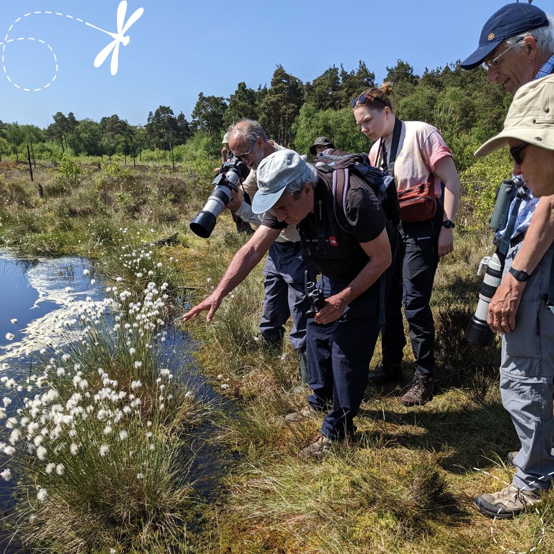 One week left to apply for our Events Officer vacancy! 🎉
A chance to travel to exciting events and amazing dragonfly hotspots to share the wonder of dragonflies with others 💚

Closing date: Sun 16th Feb

ℹ️ Full job details and how to apply: loom.ly/74ILnYU