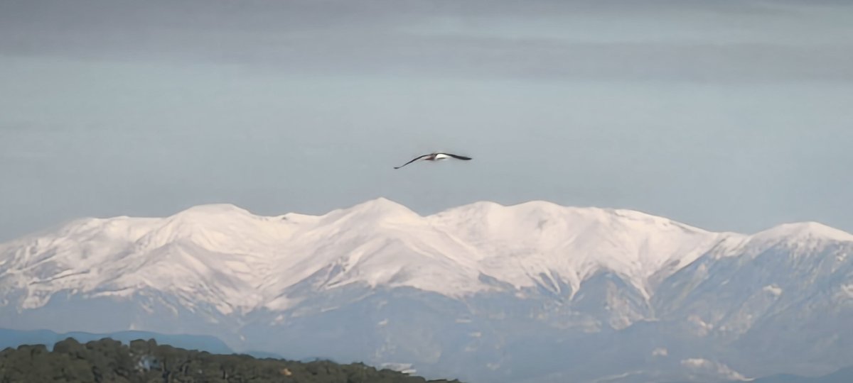 meteofrugell's tweet image. El Canigó ben vestit d'hivern, des de Palafrugell.