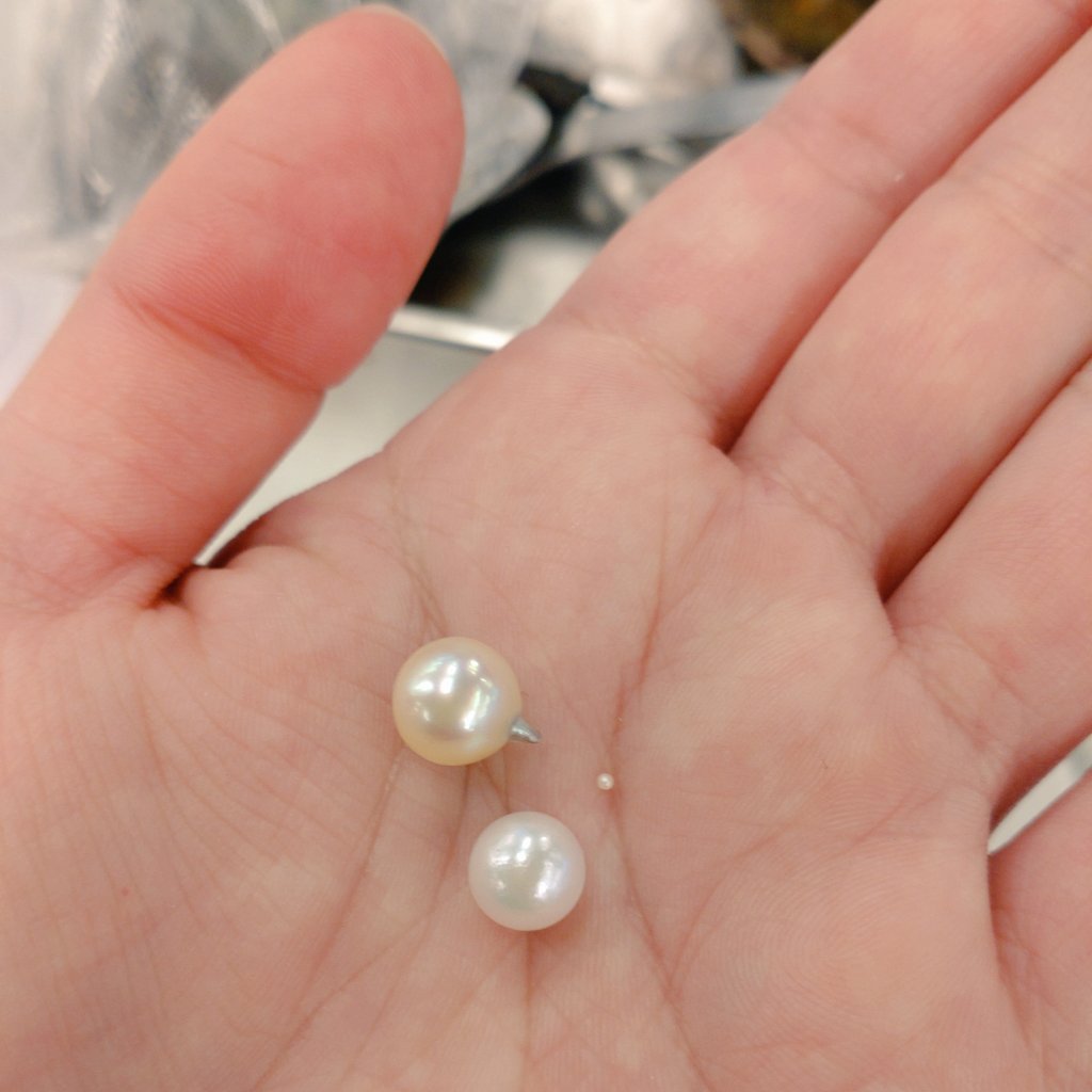 c__cmono's tweet photo. アコヤ貝から真珠取り出してリング作ってきたー！！！白くてまん丸の子とクリーム色にシルバーっぽいとんがりがついた子が出てきた🤍✨楽しかったです🫶🏻
@MakersBase
 #Makersbase https://t.co/KYP5KWQQaV