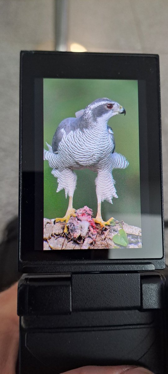 Craig Shaw tweet media