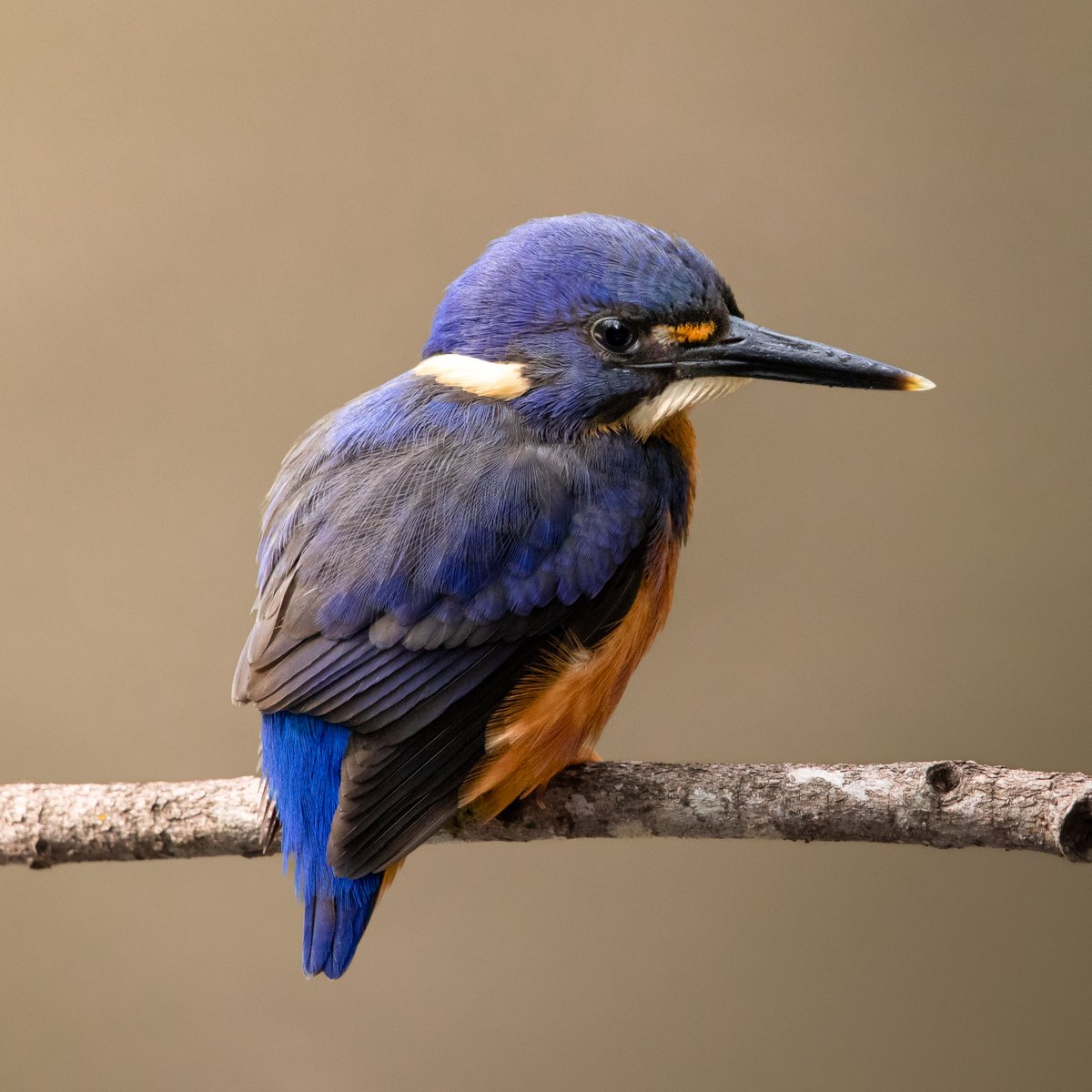 hello_zander's tweet photo. new pfp

Azure Kingfisher https://t.co/RPgWfkT56s