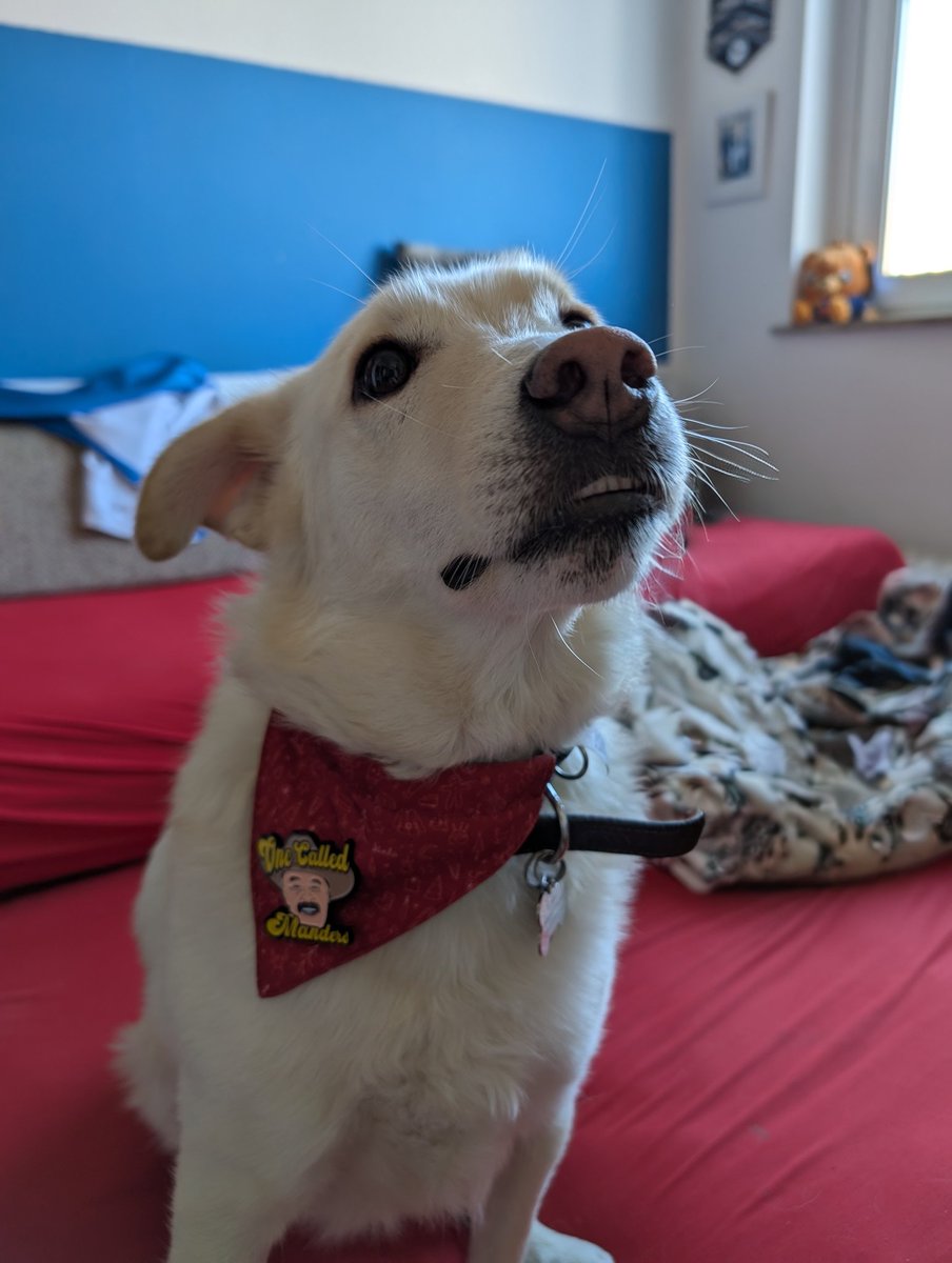 Lucdan011's tweet image. Thank you for the amazing evening in Bielefeld yesterday, @wXwGermany! Here’s a new fluffy fan of @1called_manders – can’t wait for the next time! #LoveWrestlingHateRacism