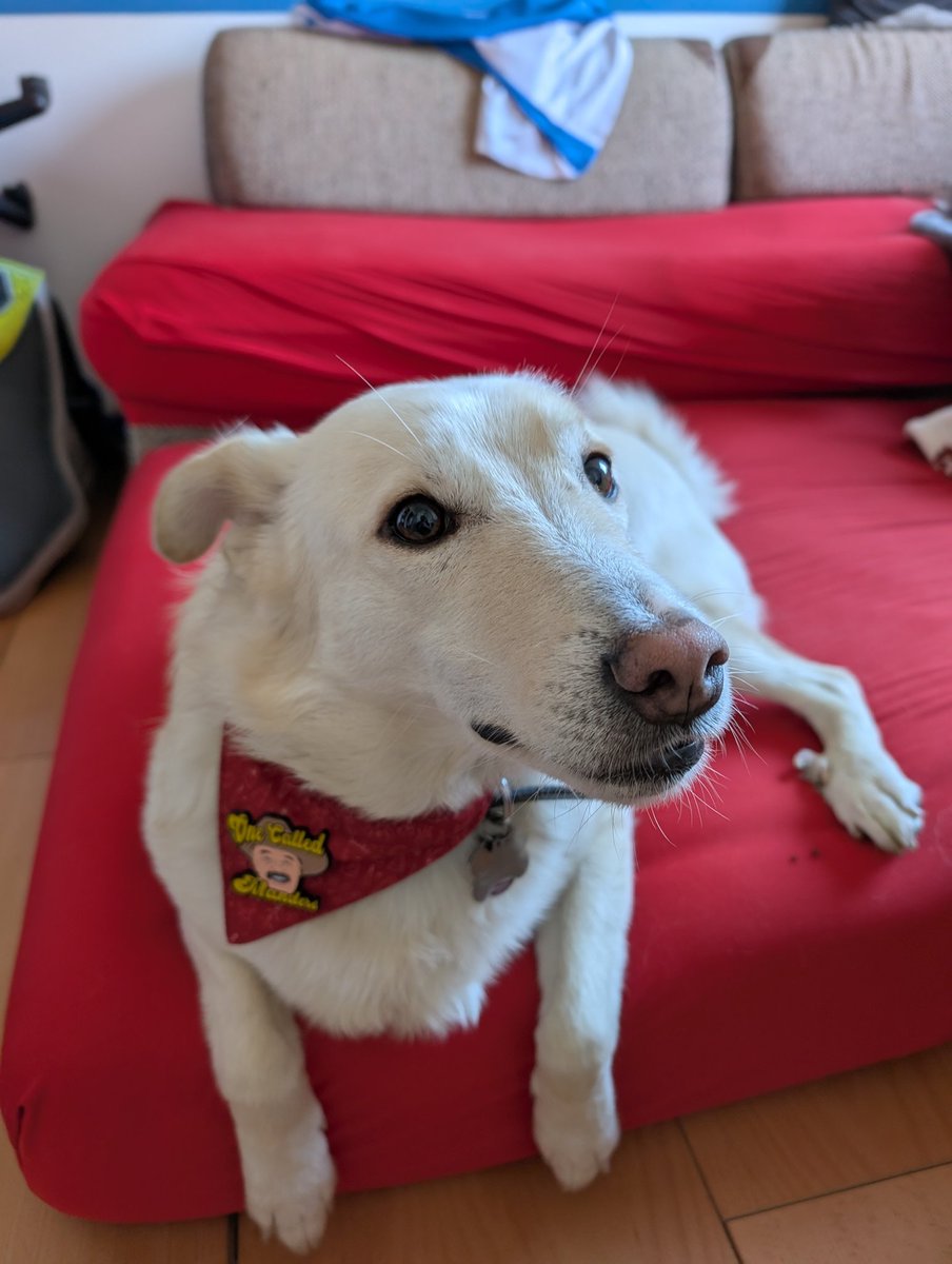 Lucdan011's tweet image. Thank you for the amazing evening in Bielefeld yesterday, @wXwGermany! Here’s a new fluffy fan of @1called_manders – can’t wait for the next time! #LoveWrestlingHateRacism