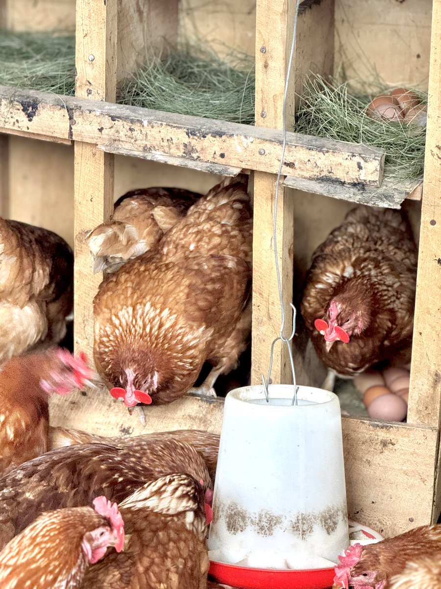 Eagle Farm🇷🇼 tweet media