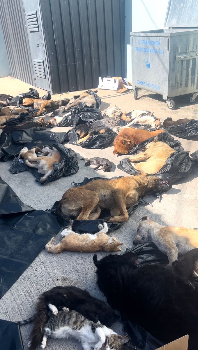 Warning Upsetting image animal cruelty! It’s two years since dog rescue teams from around arrived in Turkey &amp; saved hundreds of people from collapsed buildings after terrible earthquake. Today the Turkish Government is carrying out the biggest street dogs massacre in modern