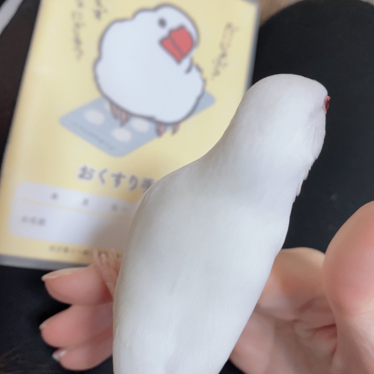 monchan4_4's tweet photo. 日々ぶんちょうさん(@ginbato_poppo )のおくすり手帳購入✨
商品が入ってた封筒までもがかわいくて次は何を買おうかと悩んでます！
おくすり手帳にびびるきりちゃんと一緒に開封しました(*ˊᵕˋ*) https://t.co/Nn0CRiIM2Z