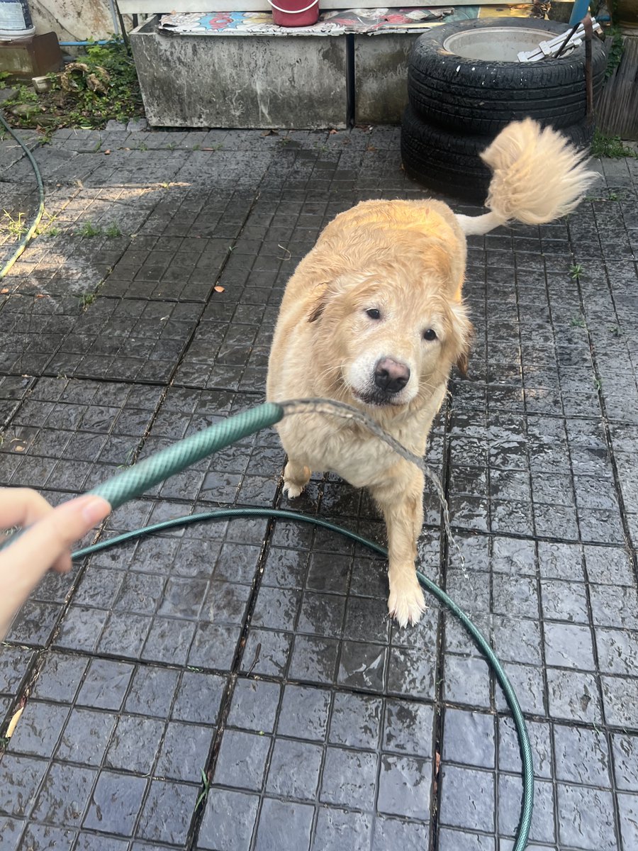 มันนี่เป็นโกลเด้นหูเล็ก 🦮🐶 tweet media