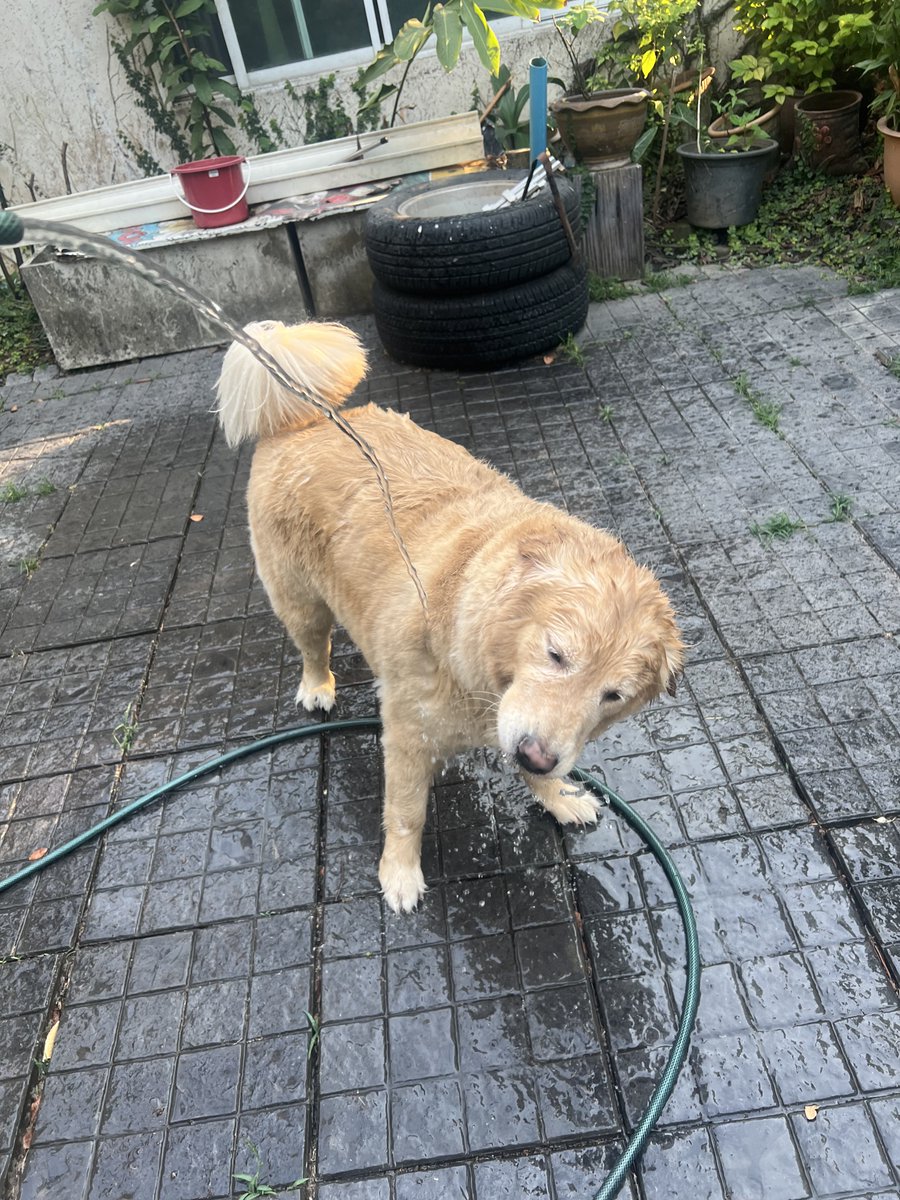 มันนี่เป็นโกลเด้นหูเล็ก 🦮🐶 tweet media