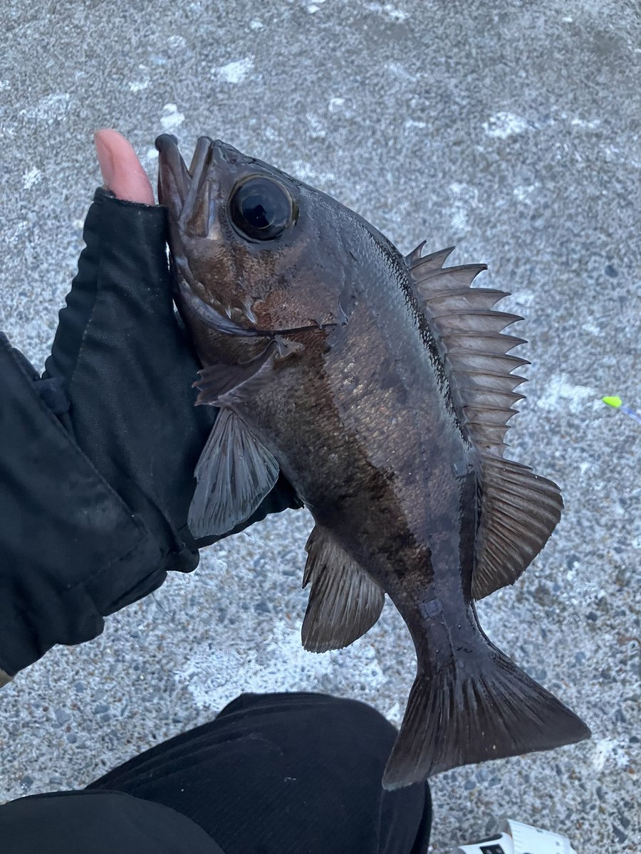 eevee_fishing's tweet photo. この子は今まで会った中で1番イケメンです
醤油顔、メバル界の佐藤健(メバル狂) https://t.co/I6GRgzeQic