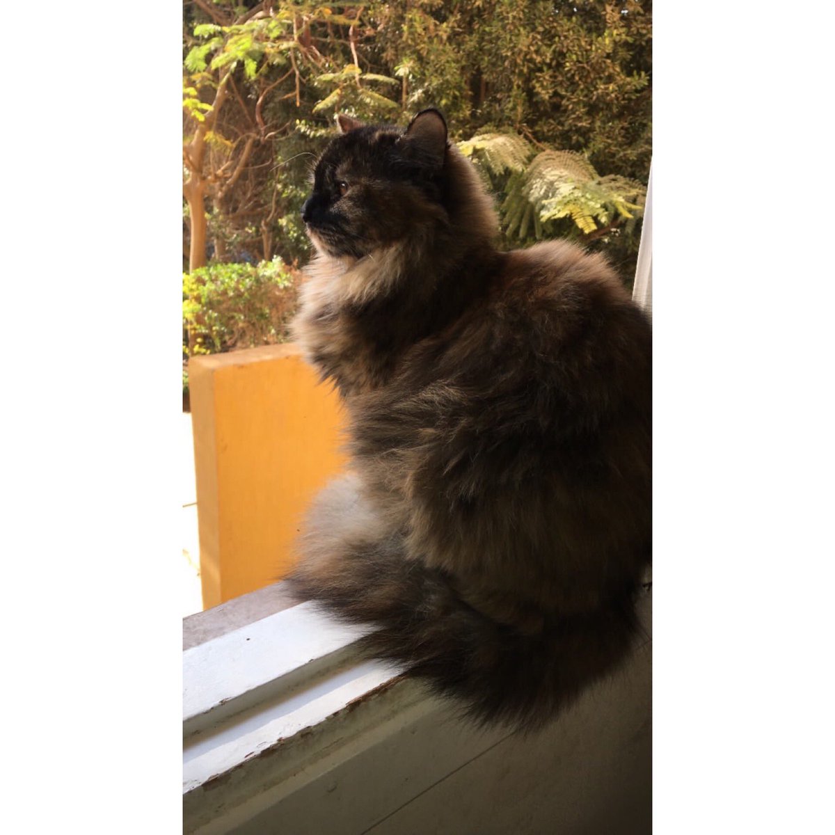 tz_raghb's tweet photo. Kitty ���� https://t.co/1i4PJjEKcE