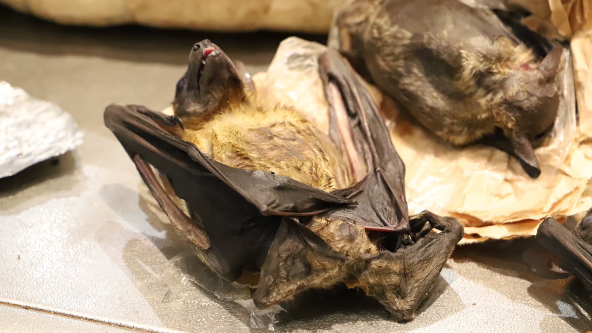 BFMTV's tweet photo. Chauves-souris, pangolin... A l'aéroport de Roissy, la douane lutte contre l'importation d'espèces sauvages
https://t.co/5DUhFoRnIT https://t.co/KnJPMejz9S