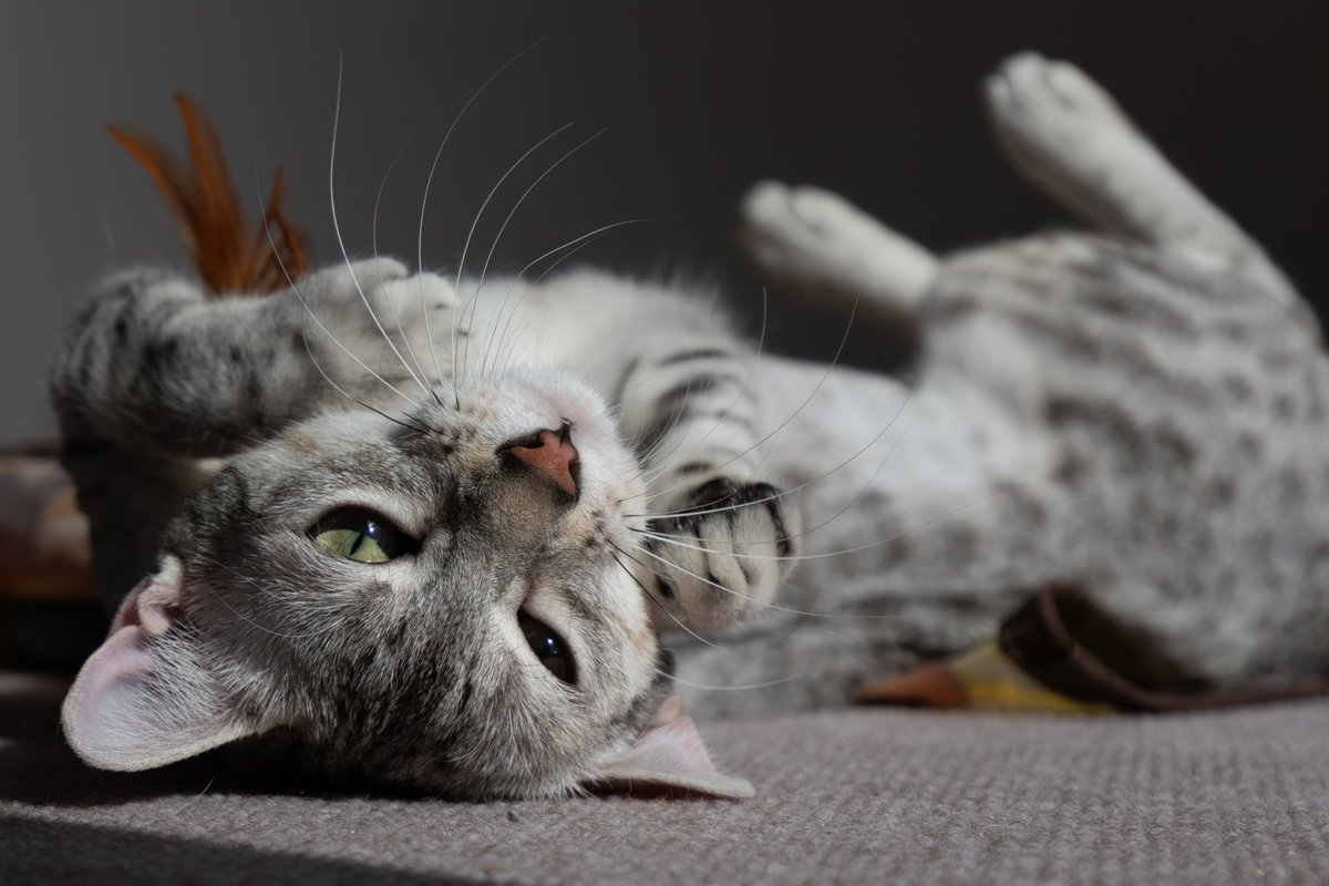 itasute's tweet photo. 今日のまうさん  

#猫 #エジプシャンマウ https://t.co/xa9cJ8x2Lb