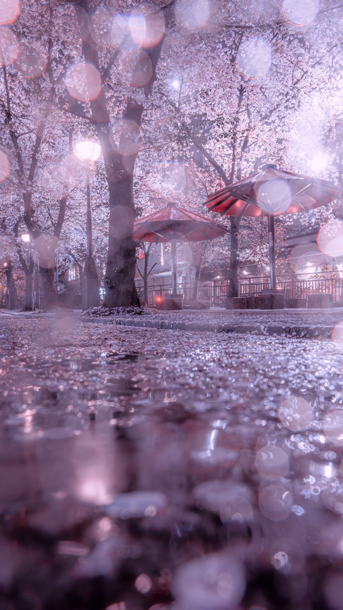 uvasone0109's tweet image. 祇園の雨の夜桜が美しい

#京都よきかな