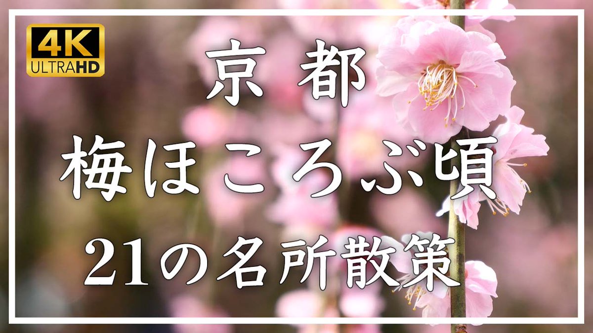 もうすぐ梅の季節ですね☺️
京都の梅の名所を集めてみました。
お時間あるときに、BGVとしてご覧頂ければと思います。
youtu.be/_Fi8jLW2gOQ