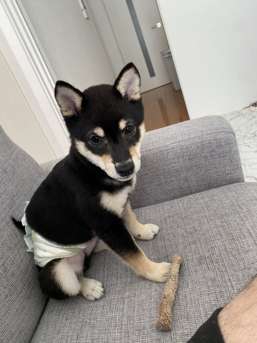 terabay045's tweet photo. #かわいい柴犬探してます https://t.co/DImrM7Lerg