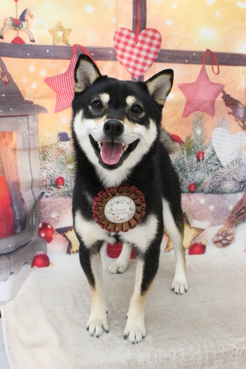 terabay045's tweet photo. #かわいい柴犬探してます https://t.co/DImrM7Lerg