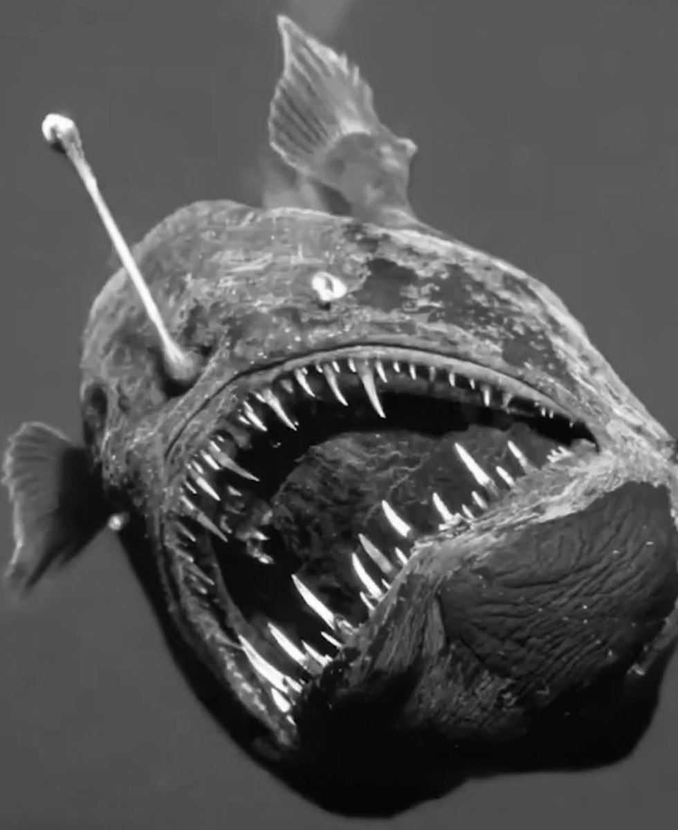 updatecharts's tweet image. Gente? Após sua SEGUNDA APARIÇÃO, o diabo-do-mar-negro foi encontrado MORTO na superfície.