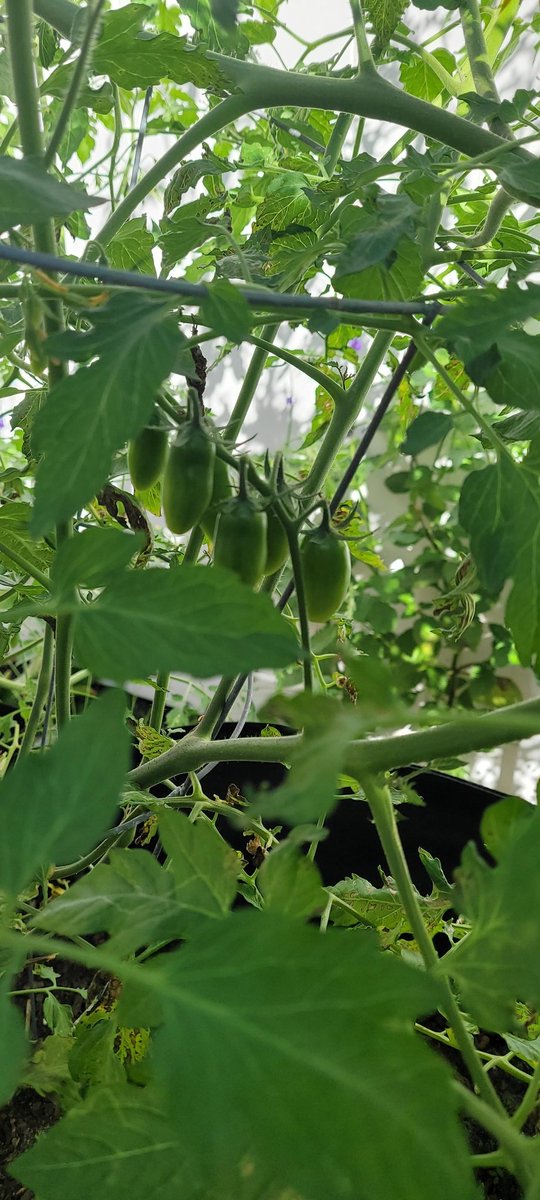 Hustlin' for a Homestead 🍀❤🤠❤🇺🇲❤🎣 tweet media