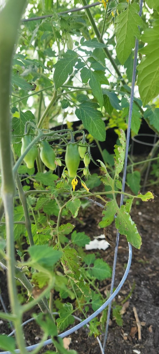 Hustlin' for a Homestead 🍀❤🤠❤🇺🇲❤🎣 tweet media