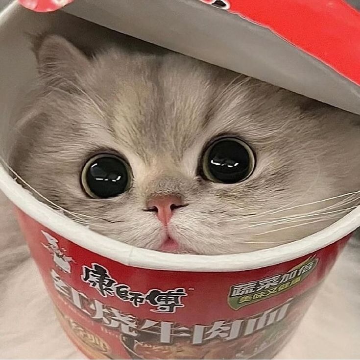Just A Cute Cat (@Cute_cat_Sol) / Posts / X