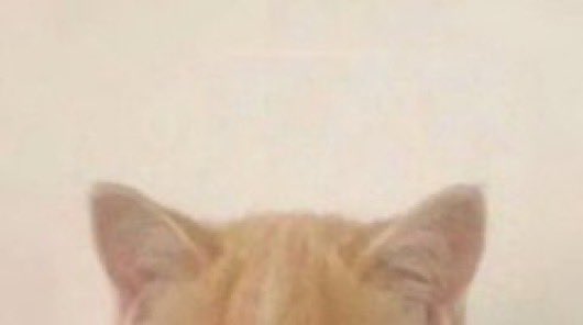 ren__bb's tweet image. 런쥔이는 고양이
meow🐈‍⬛🐈‍⬛