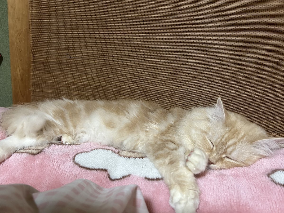 Linny_0726's tweet photo. 実家はとにかく寒くて暖房と電気毛布とストーブフル稼働で暖をとってた☝️
沢山の雪見るのは2回目かな？❄️
りにちゃんは実家で過ごしてめっちゃもふもふになっ��☺️
 #サイベリアン  #猫のいる暮らし𓏲𓎨 https://t.co/OO38NgiMym