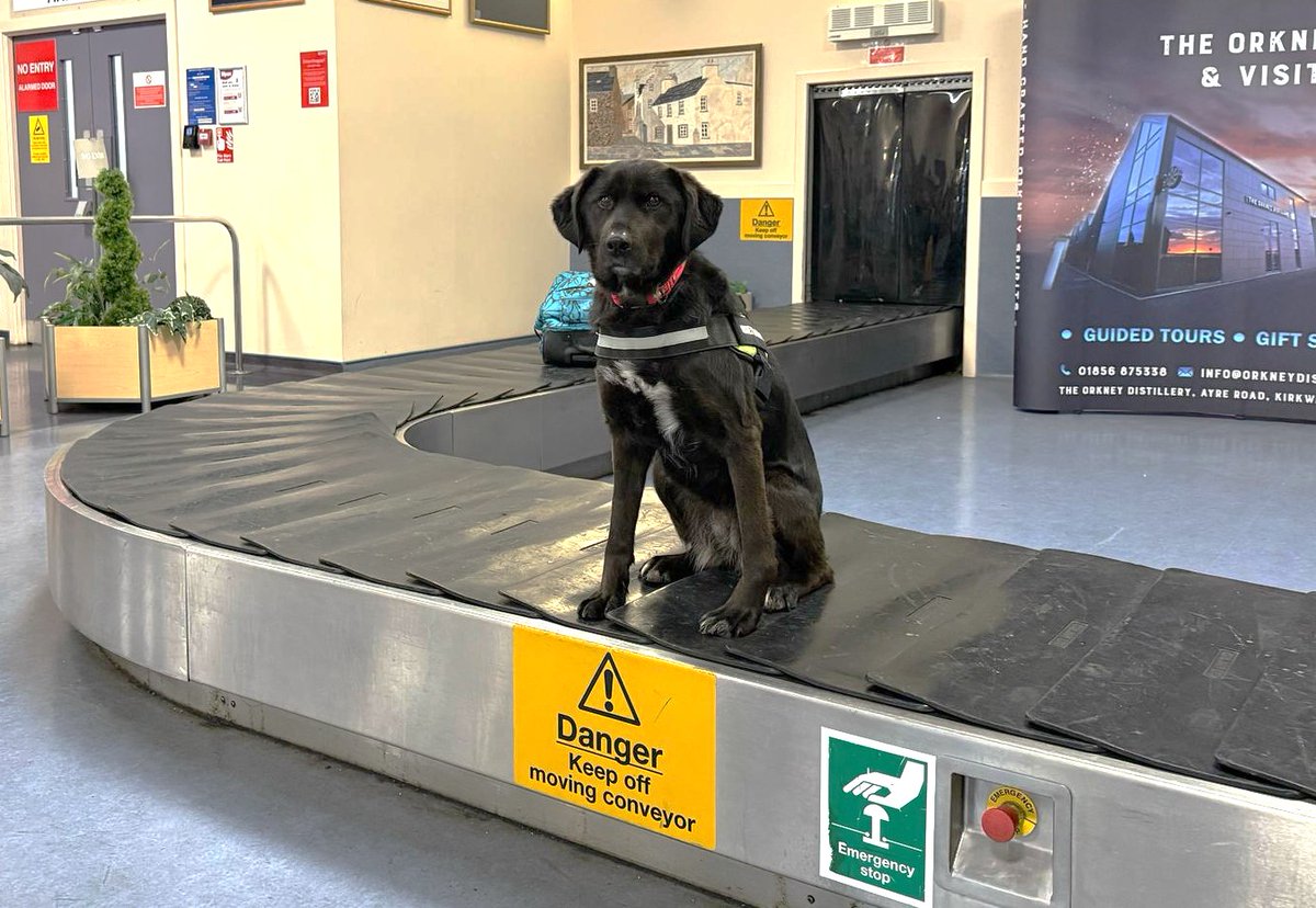 OrkneyDrugsDog's tweet photo. Zoe clearly paying absolutely no mind to the luggage carousel's clearly signed safety rules during a routine check of the airport a few days ago!

To be fair, it wasn't moving. And she can't read . . .

#Orkney #Scotland https://t.co/3XwVzhufv2