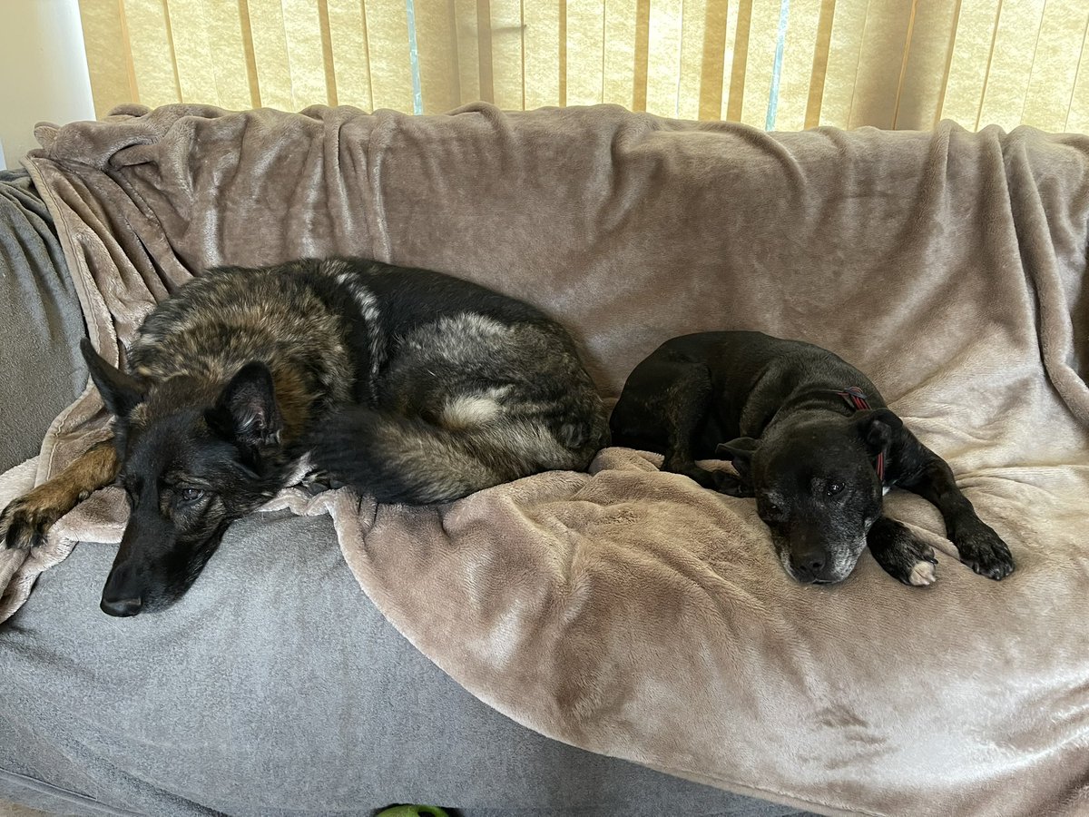 I haven’t wanted to go out on walks the last few days as its been so cold! I really enjoyed my walk today with my friends followed by a cuddle with Vader <a href="/VaderGSDR/">Vader</a> on the dog sofa 🐾🐾