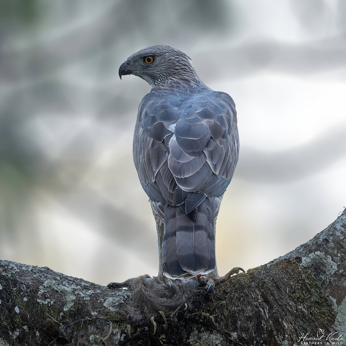 kirola_hemant's tweet photo. Drop any Flesh-eating (Carnivore) birds.

Changeable Hawk-Eagle

#IndiAves #ThePhotoHour https://t.co/QkmgMGODP7