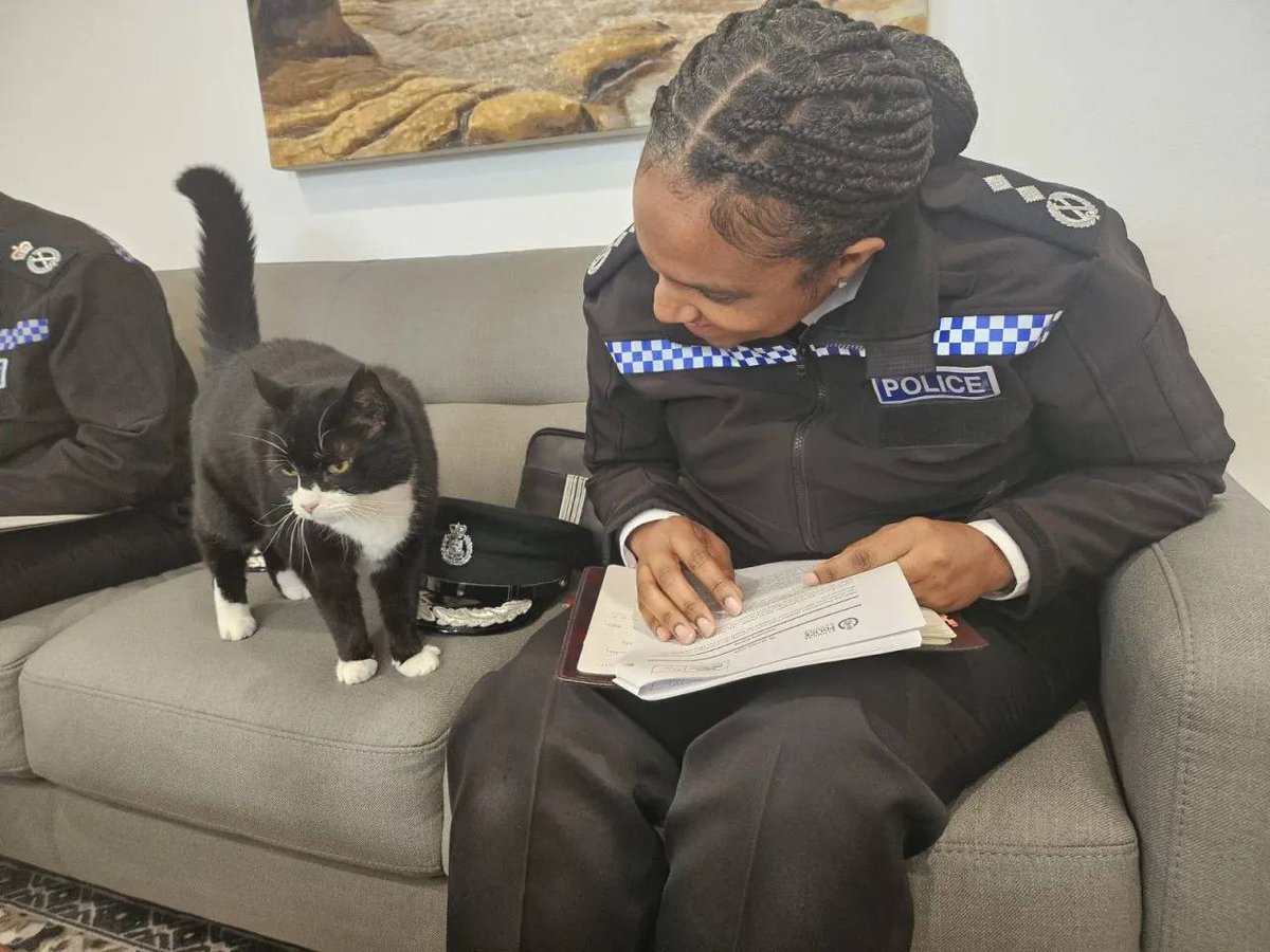 🔵 İngiltere Dışişleri Bakanlığı’nda "fare avcısı" olarak görev yapan kedi Palmerston, emeklilikten ayrılıp "kedi ilişkileri danışmanı" olarak Bermuda’ya taşındı.