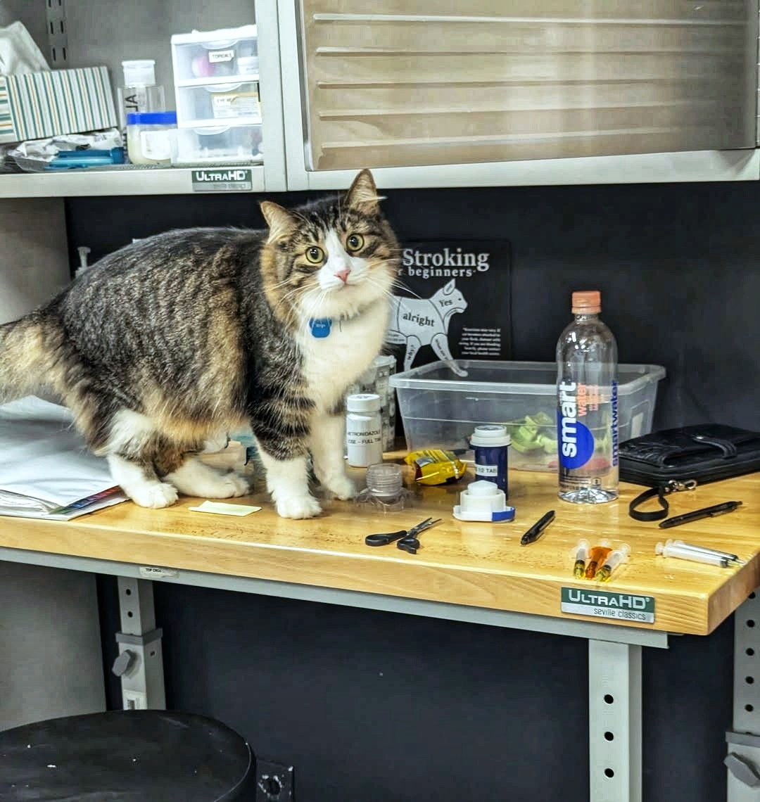 CrashsLanding's tweet photo. Rhys, our shy guy, was caught “helping” on the meds table! Maybe he's double-checking dosages or just supervising, but we love seeing him step out of his shell. Future cat care assistant? 🩺🐱 #ShyButHelpful #HelpingPaws https://t.co/iw28ddnsjw