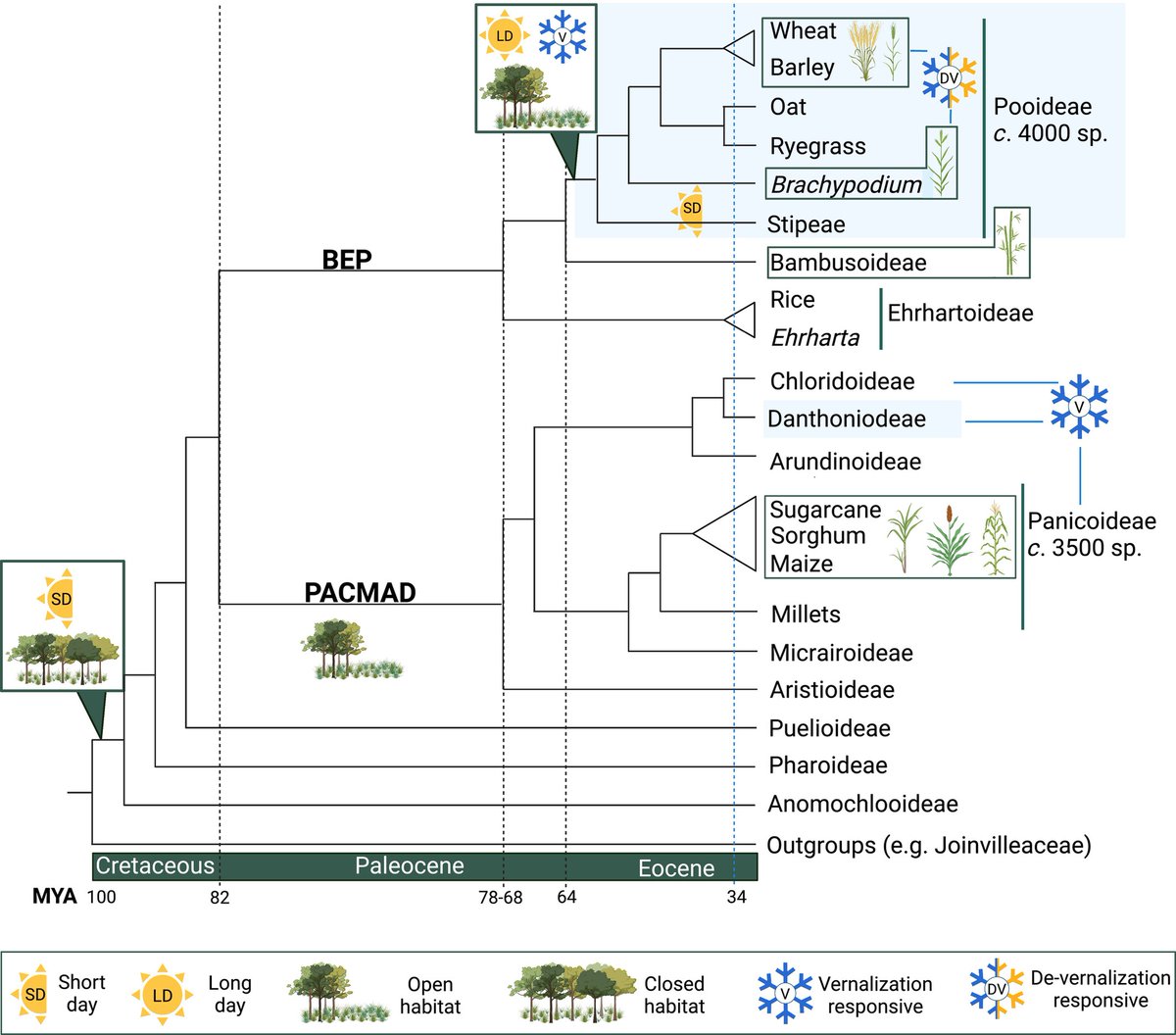New Phytologist tweet media