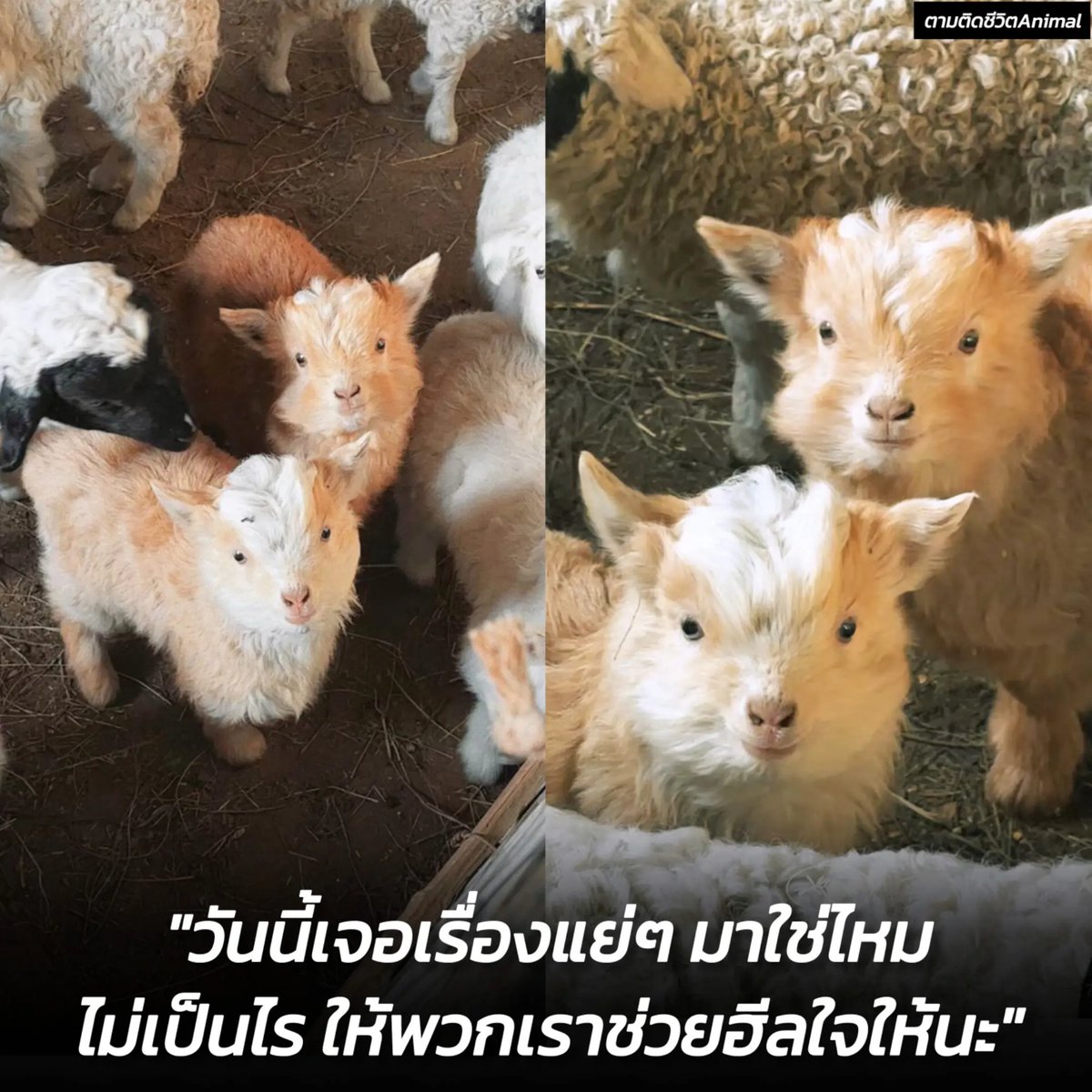 ให้น้องแพะพลังบวกช่วยชาร์จแบตหัวใจให้นะ (มีคลิปของน้อง) 🐏🪫🔋
อาณาจักรสัตว์โลก มีม&amp;สาระ By ตามติดชีวิตAnimal