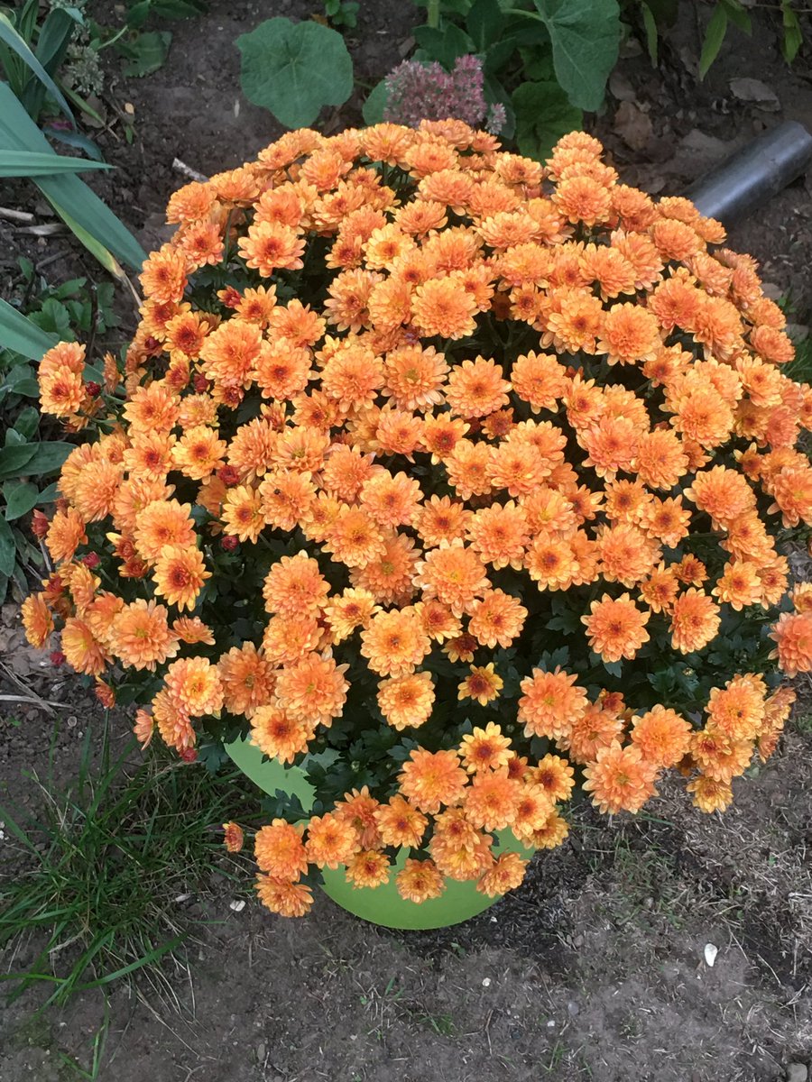 fragmentiert's tweet image. Dank‘ dem #Pfleger #Joe u. allen drumherum die ähnlich #denken, #fühlen u. #agieren wie der #Joe !