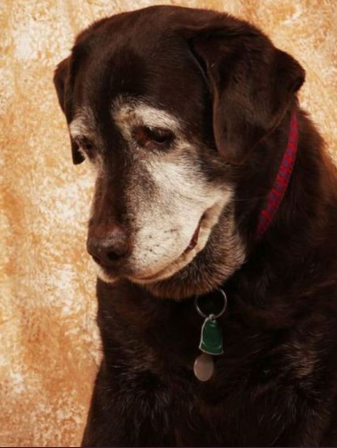 TweeetsOfDogs's tweet image. Old dogs are adorable too! BE KIND TO ALL ANIMALS😍