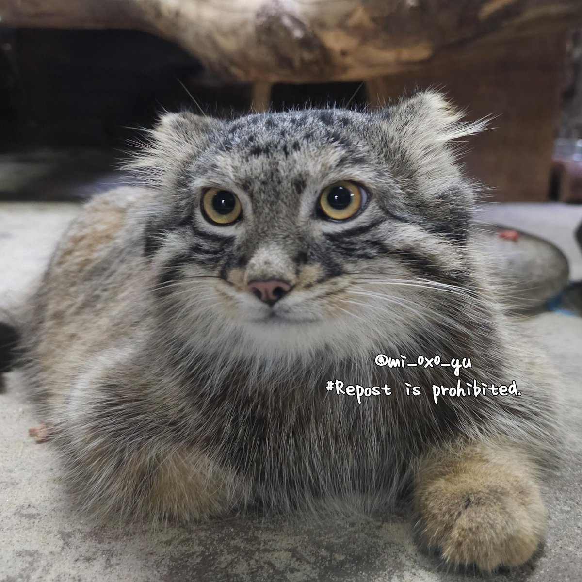 イカ耳。

#上野動物園 #マヌルネコ #フィーガ