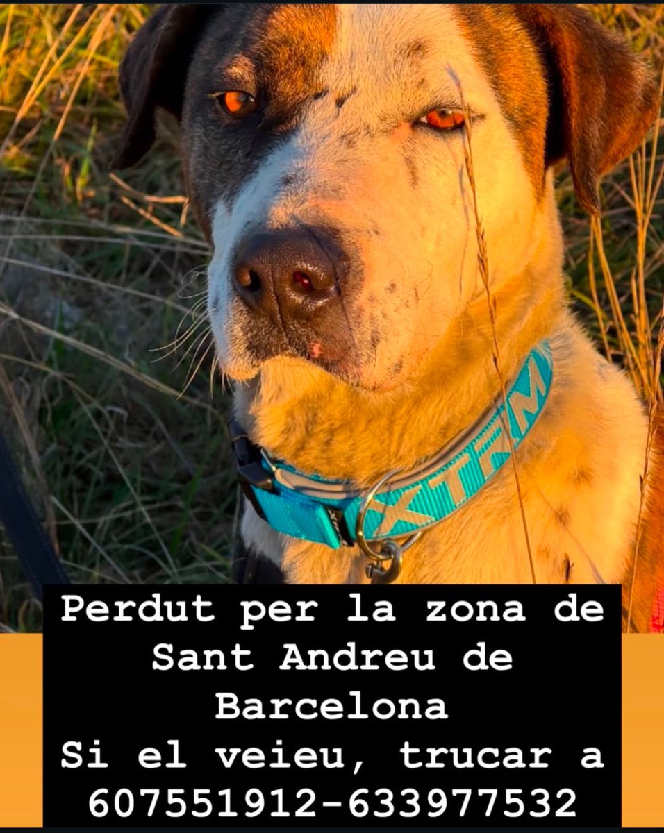 ‼️ CRIDA URGENT PER TROBAR EN ROCKO

Fa poc va ser adoptat a l’<a href="/APAGranollers/">ProtectoraGranollers</a> després d’una visa de misèria. S’ha #perdut per Sant Andreu (Barcelona) però l’han vist al migdia per la zona del Makro de #Badalona És molt espantadís, si el veus truca als telèfons de sota #FemXarxa