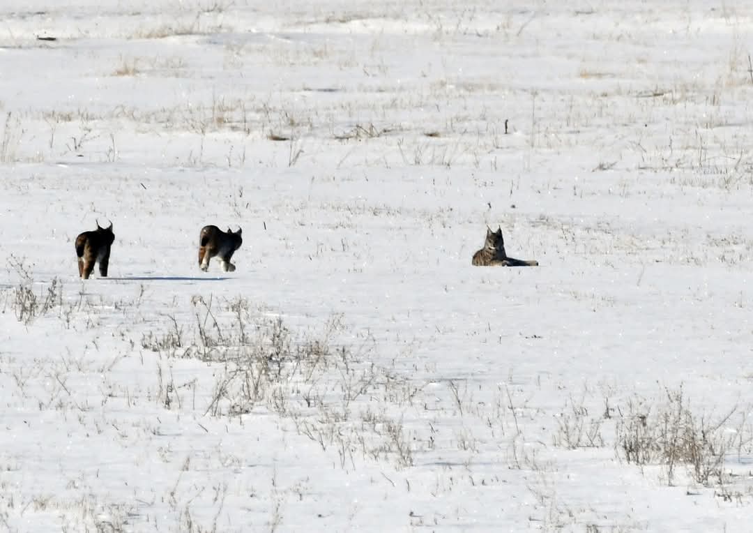 Kars’ın Sarıkamış ilçesinde karla kaplı bir arazide nesli tükenme tehlikesi altında olan Kafkas vaşağı ve iki yavrusu görüntülendi.