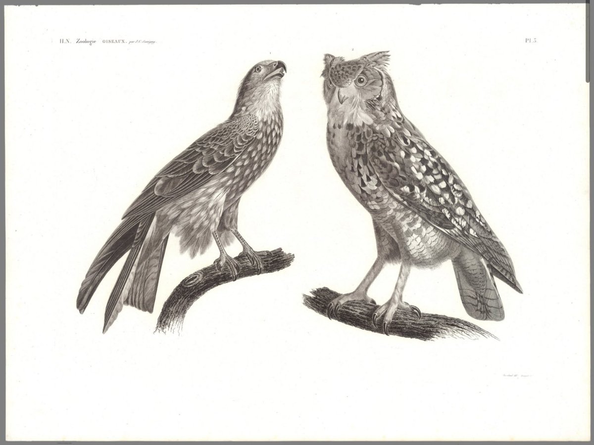 Narratives of Mummified Remains tweet media