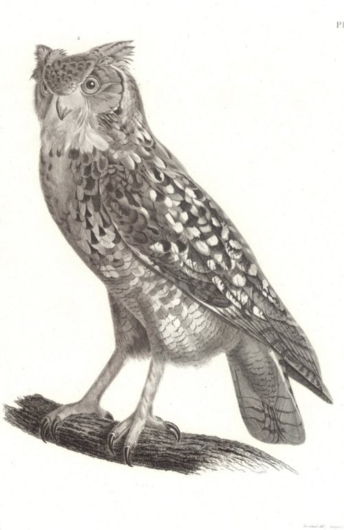 Narratives of Mummified Remains tweet media