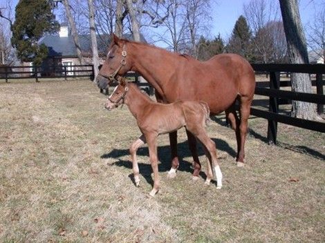 javierlauz's tweet image. #WiseDan El 20 de febrero del año 2007, nació Wise Dan (Wiseman's Ferry), pura sangre castrado de magnífica campaña y elegido 2 veces caballo del año en USA. En la fotografía lo vemos al pie de su madre, Lisa Danielle (Wolf Power).