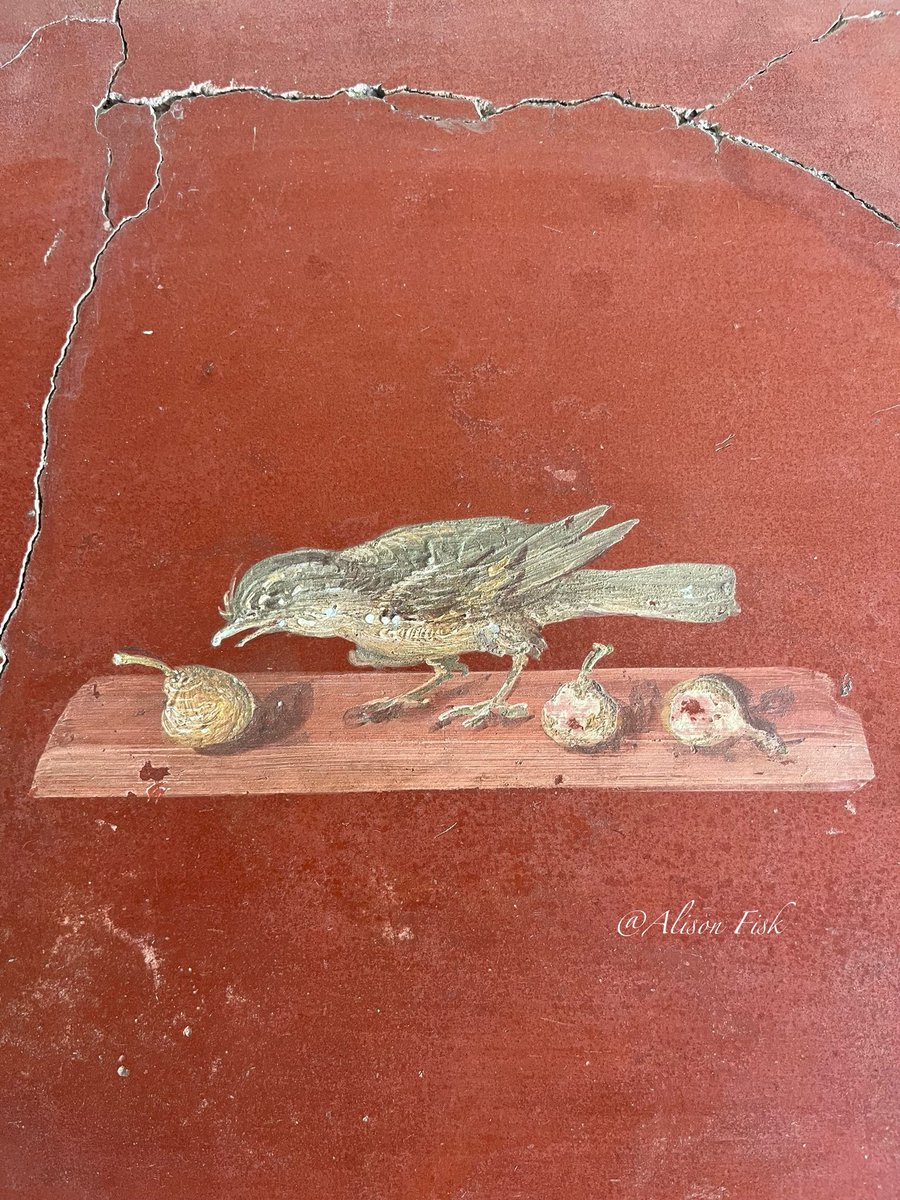 AlisonFisk's tweet photo. This little bird survived a volcanic eruption!

Buried by volcanic ash from Vesuvius in AD 79, this Roman fresco of a little bird pecking at fruit re-emerged looking as delightful as it did some 2,000 years ago!

Villa Poppaea, Oplontis, Italy 📷 by me 2023

#Archaeology https://t.co/OJAjUgUFq4