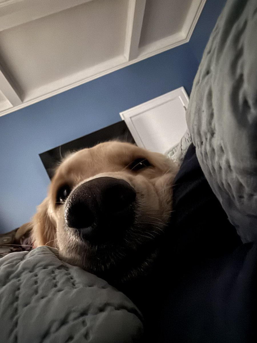 What I woke up to this morning🐾🦮😍 #GoldenRetriever