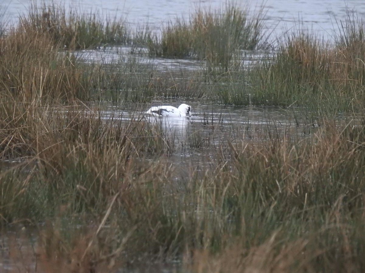 Some highlights from last week - Hawfinches at Newlands Corner, and Smew at Stoke. (OK, it's a leucistic Coot, but had me going for a moment....) <a href="/SurreyBirdNews/">SurreyBirdClubNews</a>