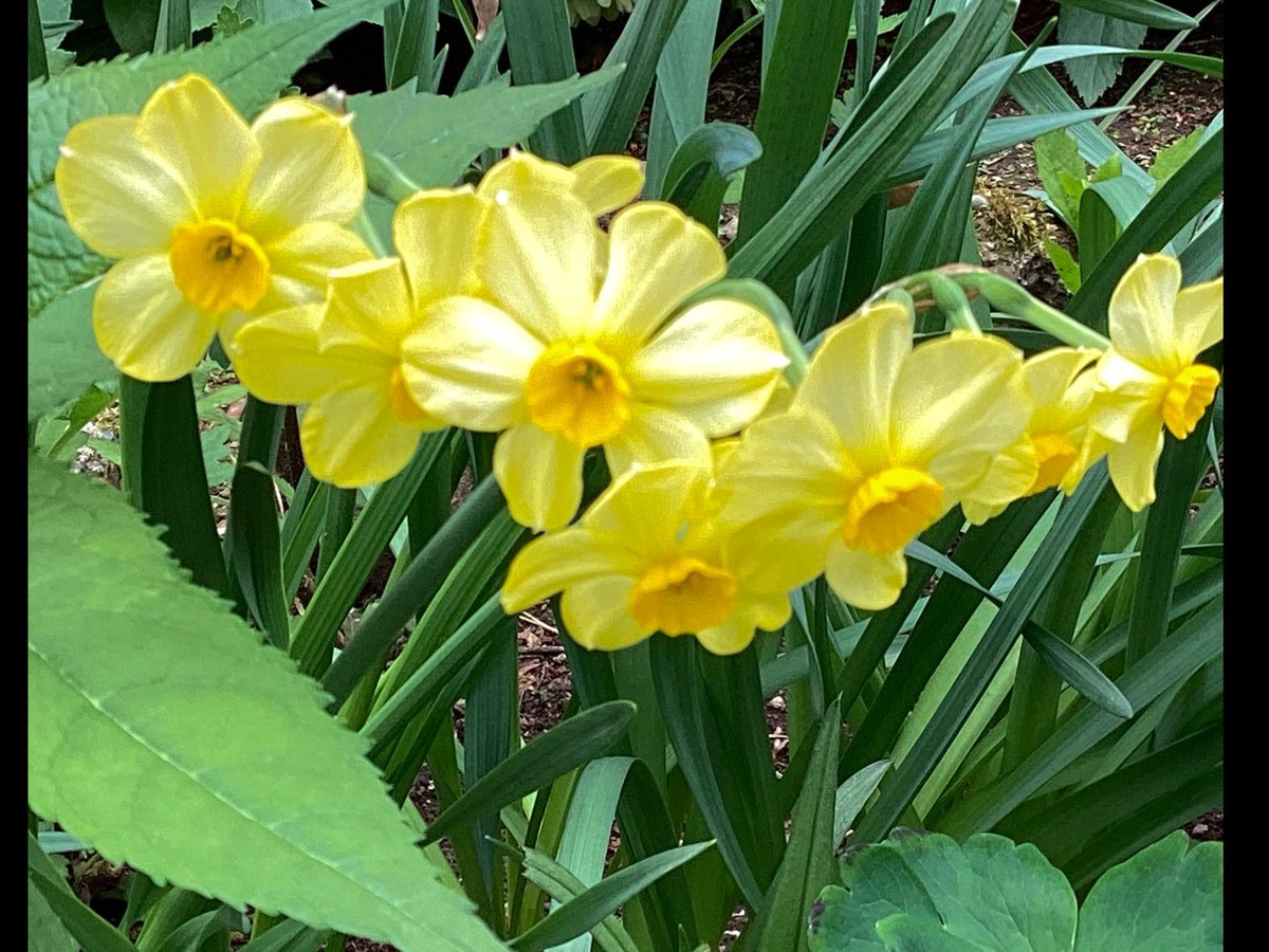 Angela13403240's tweet image. #SundayYellow 
#Winterseason 
#Beautifulcolor 

Wish you a happy Sunday💛🍀☕️🫖🌤️
Even a snow season I can’t wait for a spring !!