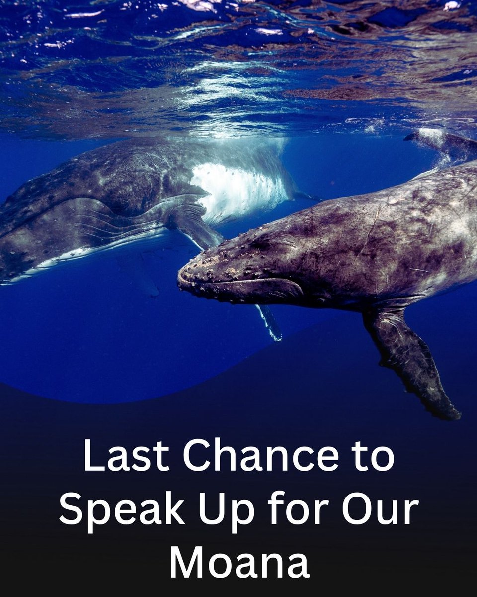 kalahuihawaii's tweet photo. This is your last chance to speak up for OUR MOANA.  Tuesday, February 11, 2025 is the deadline for the comments on the US Navy Draft EIS/OIS in preparation for their planned expansion of military exercises in OUR MOANA including near and on the shores of Hawai'i and Southern California.
The easiest way to submit is to go to https://t.co/cdGLYMMCuL where there is a link to submit and testimony you can copy and paste.
#MOANABACK #OURMOANA #PROTECTOURMOANA #MOANA #ClimateChange #coralreefs #HumpbackWhales #GreenSeaTurtles #HawaiianMonkSeals #Hawaii #California #GlobalWarming