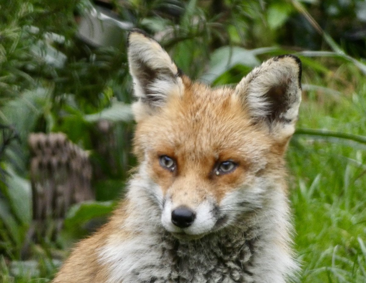 pekingfrog's tweet photo. Thoughtful garden foxy #FoxoftheDay #DailyFox 🦊 https://t.co/e6aRcEg1Sc